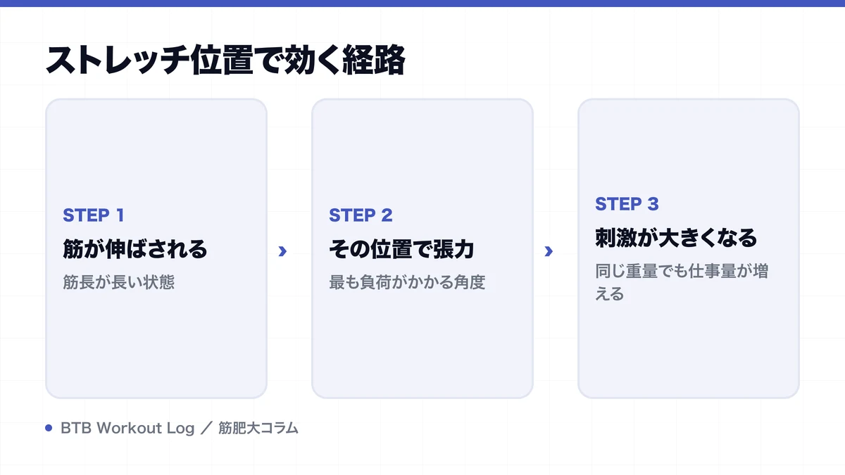ストレッチ位置で効く経路を示す図解